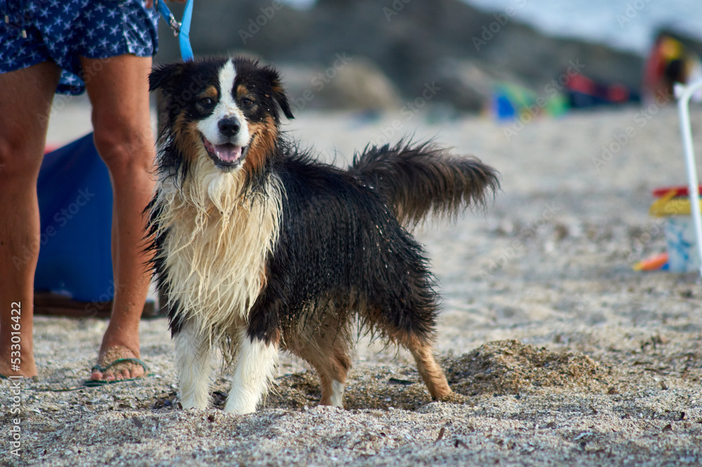 Cane in spiaggia Cane in spiaggia