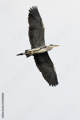 Gray heron © Jacek