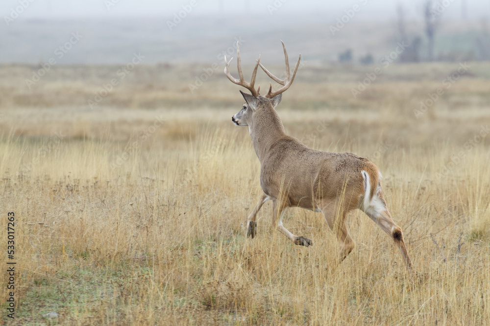Big buck! Whitetail Deer runs across a hay field during the deer hunting season Big buck! Whitetail Deer runs across a hay field during the deer hunting season