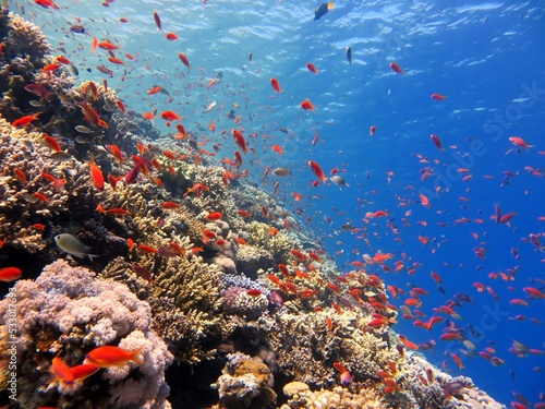 red sea fish and coral reef of the blue hole dive spot in egypt