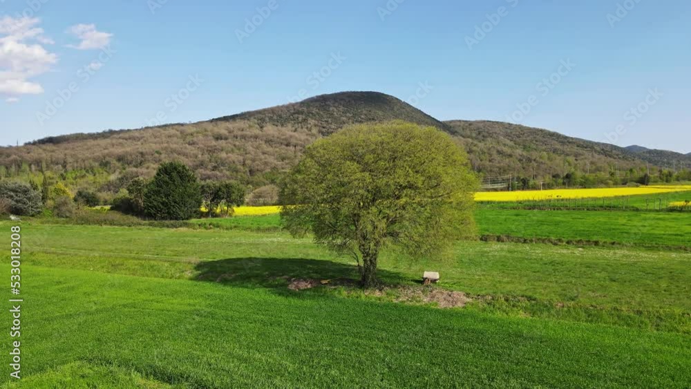 360º view of a green tree in the middle of a field with blue sky, drone view 360º view of a green tree in the middle of a field with blue sky, drone view
