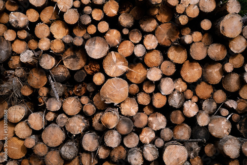 Woodpile of freshly harvested Sitka Spruce logs. Trunks of trees cut and stacked in forest.