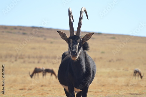 Portrait of a cute Sable Antelope in a game reserve photo