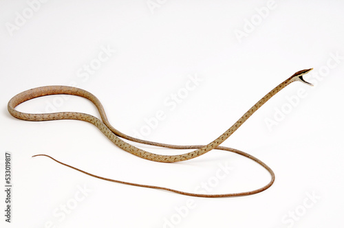 Brown vine snake // Erzspitznatter (Oxybelis aeneus)