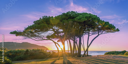 The sun shines through a picturesque group of pine trees at sunset. Tuscany, Italy, Gulf of Baratti. photo