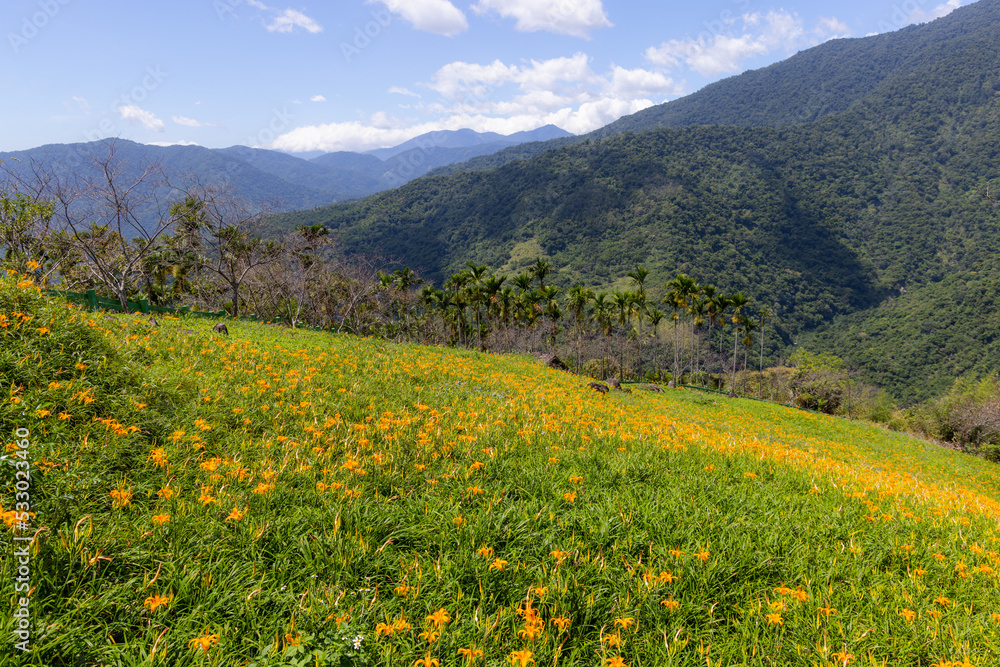Orange day lily flower field in Taimali Kinchen Mountain in Taitung