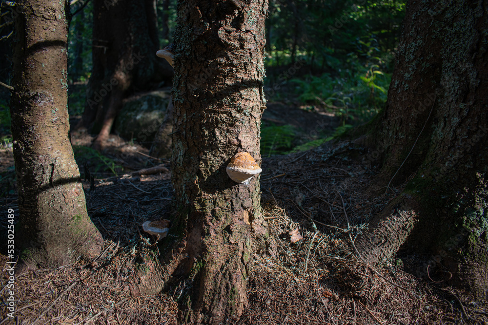 Mushroom growing on the tree