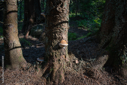 Mushroom growing on the tree