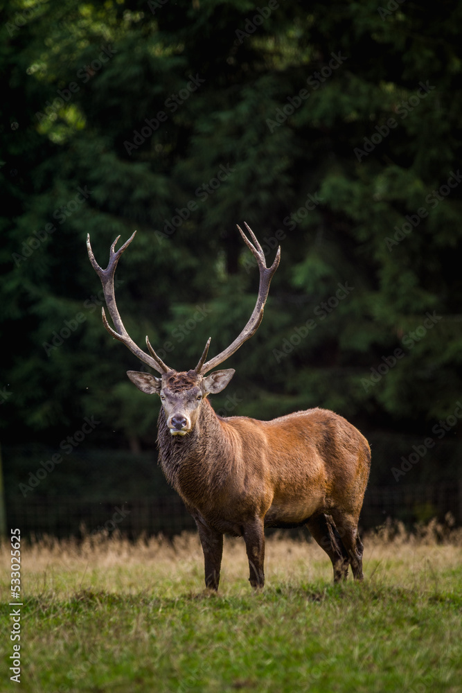 red deer in rut and nature red deer in rut and nature