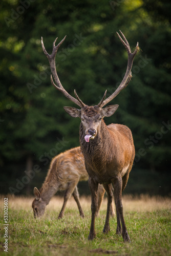 red deer in rut and nature