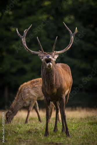 red deer in rut and nature