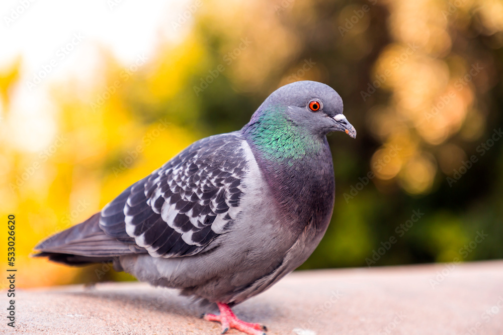Fototapeta premium Pigeon standing resting at the Montjuic Castle in Barcelona, Spain