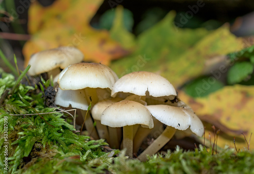 A small group of mushrooms at the forest edge. White Mushrooms, fallen Autumn Leaves and Moss all in one shot here in Upstate NY.