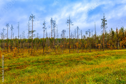 Autumn landscape of a swampy area in the north