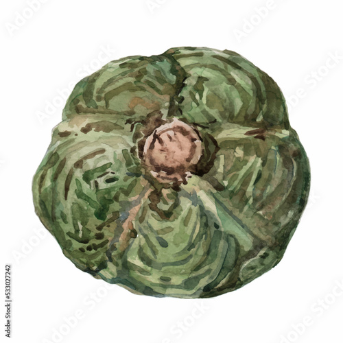 Cabbage. Hand-drawn watercolor painting on a white background. Illustration in a realistic style