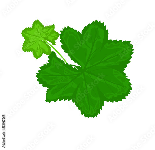 Obraz na płótnie Green leaf of the Medicinal plant common lady's mantle (Alchemilla vulgaris), la