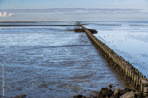 old wooden piles in the north sea at ebb tide