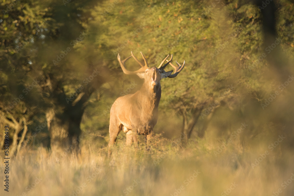 Obraz premium deer in the wild