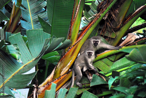 Canvas Print Africa- Two Cute Vervet Monkeys in a Beautiful Banana Tree