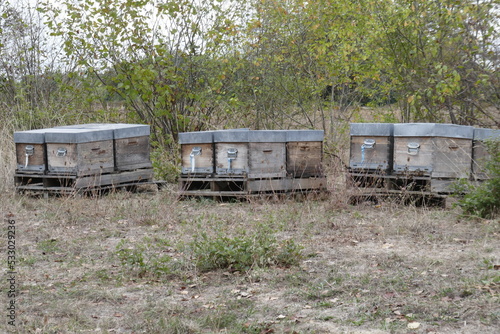 bee hives in Languedoc