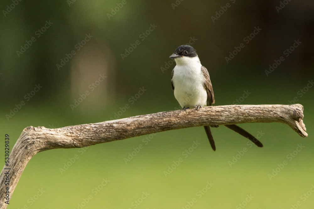 Fototapeta premium Tijereta
