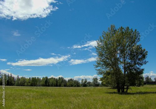 Trees in the field, Inglewood Bird Sanctuary, Calgary, Canada