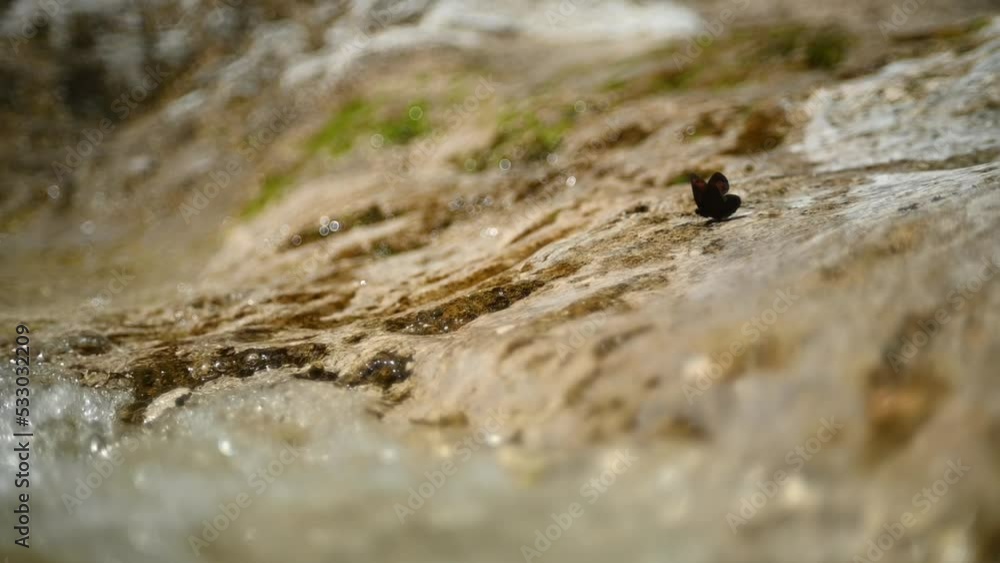 A butterfly on a mountain river rock with flowing water (slow motion, bokeh) A butterfly on a mountain river rock with flowing water (slow motion, bokeh)