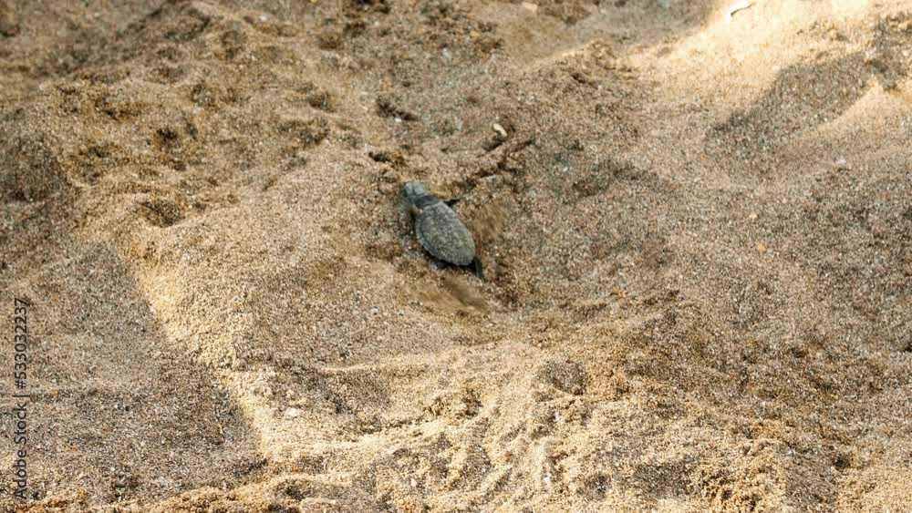 Small turtles in nature just born, run in the sand by the seashore Small turtles in nature just born, run in the sand by the seashore