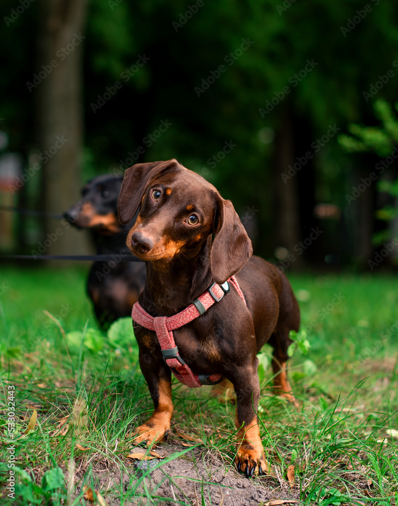 The dachshund is brown for up to six months. The dog stands on a background of blurredgreen grass trees and another dachshund. The dog looks directly interested. The photo is blurred. The dachshund is brown for up to six months. The dog stands on a background of blurredgreen grass trees and another dachshund. The dog looks directly interested. The photo is blurred.