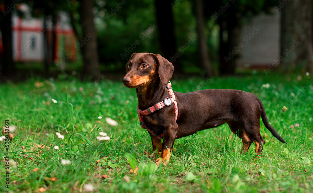 The dachshund is brown to her half year. The dog stands on a background of blurred green grass and trees. The dog has a leash and a collar around its neck. The photo is blurred.