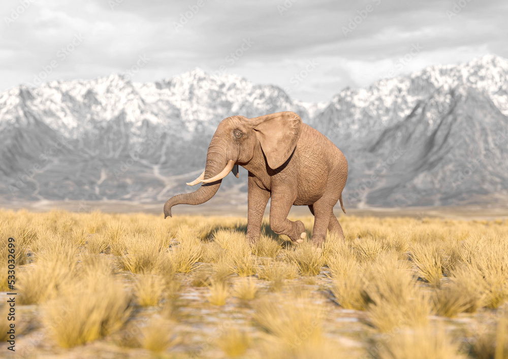 Fototapeta premium african elephant is walking fast in plains and mountains