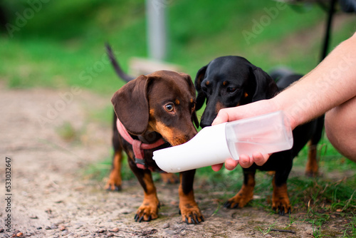 Canvas Print Two dachshunds, one brown and one black, drink water from portable water bottle for dogs