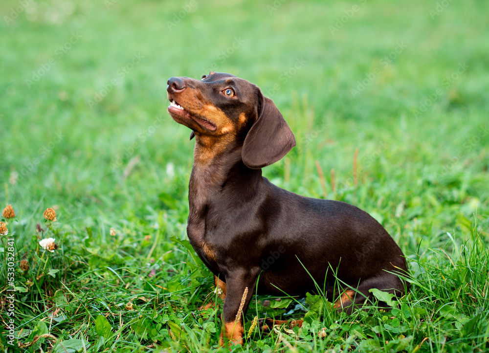 The dachshund is brown for up to six months. The dog sits on a background of blurred green grass The dog looks up. The photo is blurred. The dachshund is brown for up to six months. The dog sits on a background of blurred green grass The dog looks up. The photo is blurred.