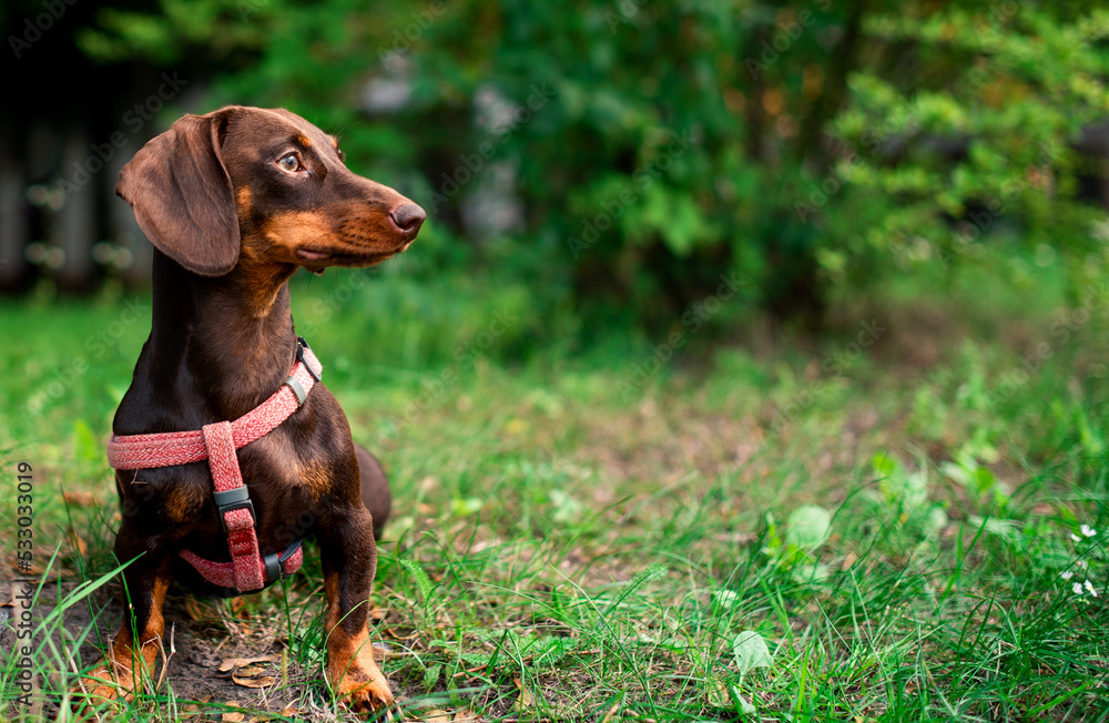 The dachshund is brown to her half year. The dog sits on a background of blurred green grass and trees. The dog has a leash and a collar around its neck. The photo is blurred. The dachshund is brown to her half year. The dog sits on a background of blurred green grass and trees. The dog has a leash and a collar around its neck. The photo is blurred.
