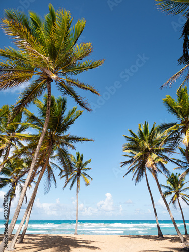 Fototapeta Naklejka Na Ścianę i Meble -  Coconut palm trees on tropical pristine and bounty sandy beach. Travel destinations