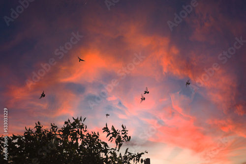 sunset with birds