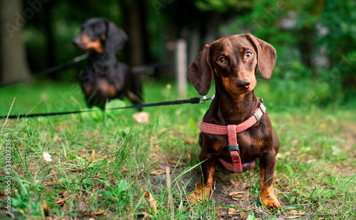 The dachshund is brown for up to six months. The dog stands on a background of blurredgreen grass trees and another dachshund. The dog looks directly interested. The photo is blurred. photo