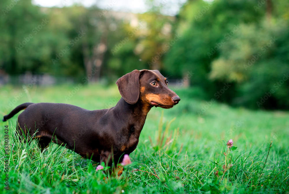The dachshund is brown to her half year. The dog stands on a background of blurred green grass. She looks away. The photo is blurred.