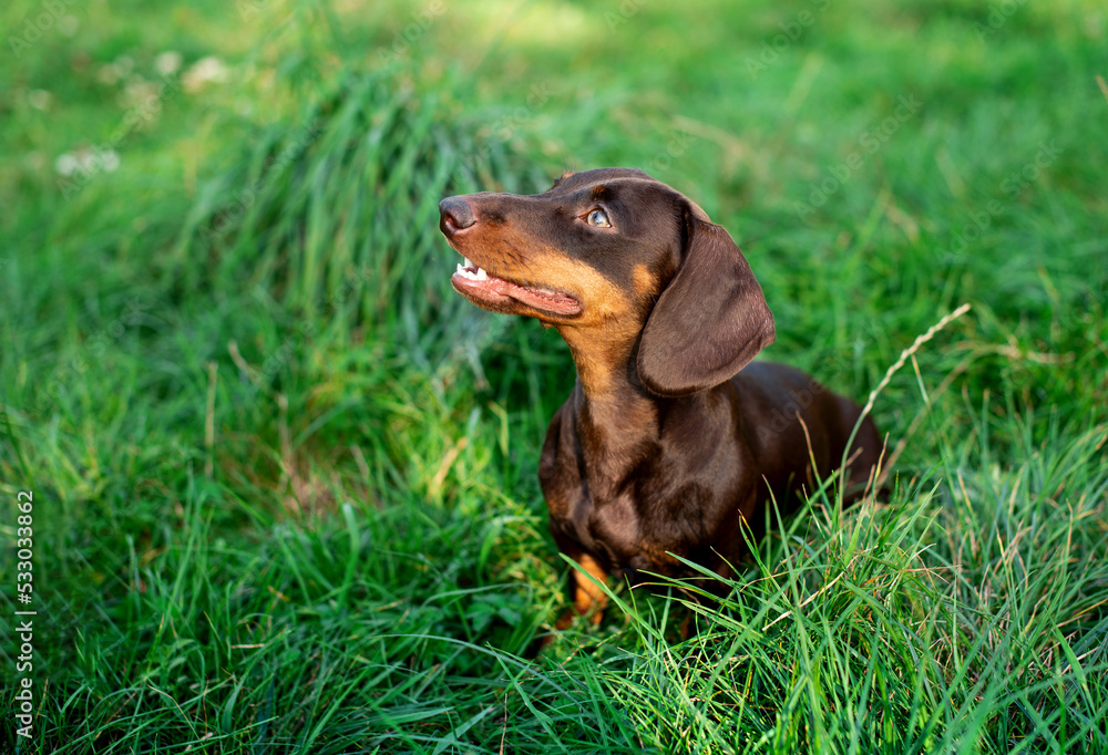 The dachshund is brown to her half year. The dog stands on a background of blurred green grass. She looks away. The photo is blurred.