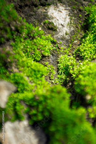 Macro nature photo of moss on a tree.