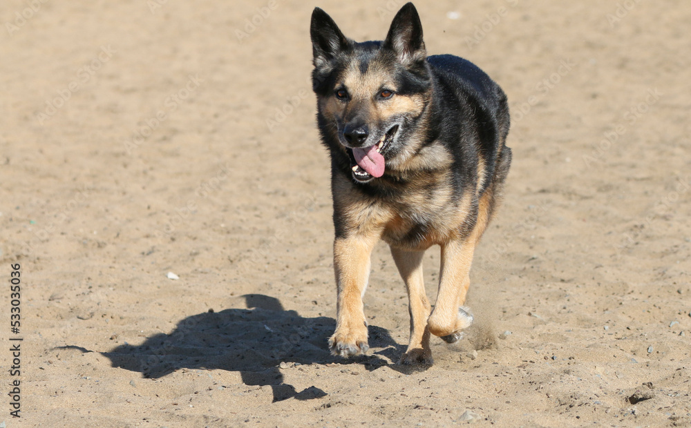 Happy German Shepherd running in the sand Happy German Shepherd running in the sand