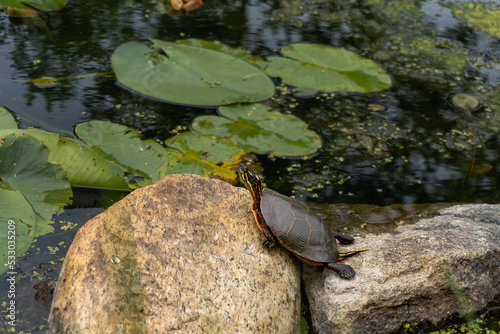 Midland painted turtle (Chrysemys picta marginata) stretching on a rock near lily pads and pond. Most widespread native turtle of North America. Turtle yoga. photo