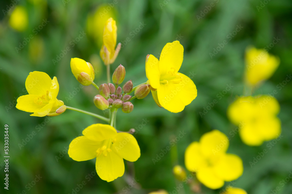 Blüten der Wilden Rauke (Schmalblättriger Doppelsame, Diplotaxis tenuifolia) Blüten der Wilden Rauke (Schmalblättriger Doppelsame, Diplotaxis tenuifolia)