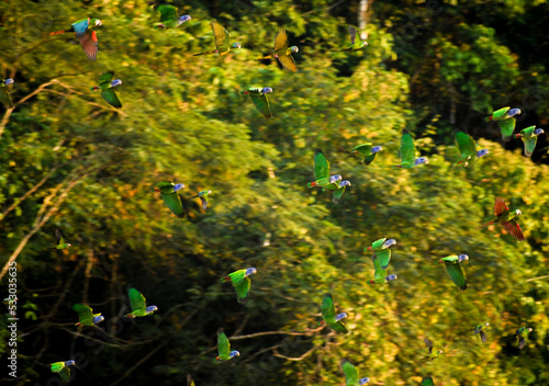 flock of parrots