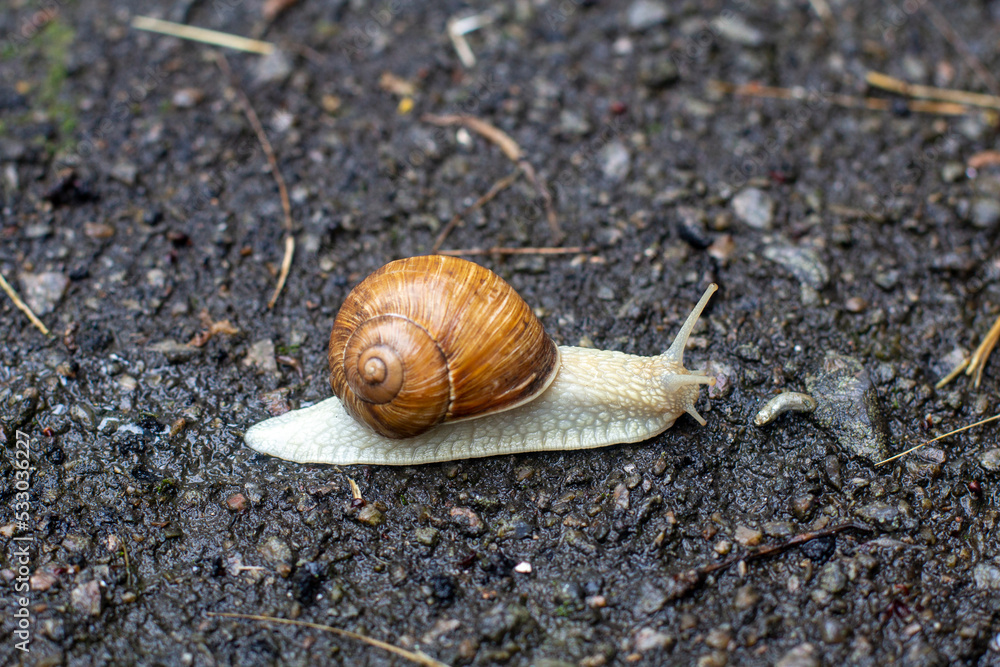 Snail close up. cochlea. Snail close up. cochlea.