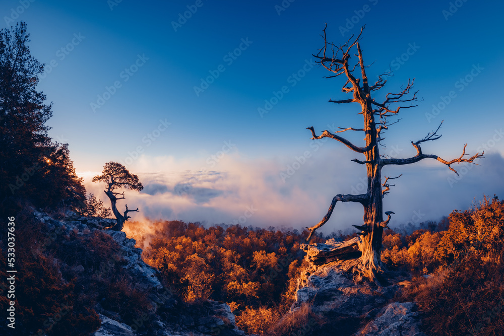 Fototapeta premium Mount Magazine State Park Arkansas vista overlook with unique trees in the foreground with a foggy atmosphere background at sunrise. 