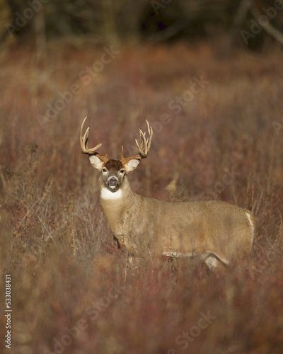 Very large, mature Whitetail buck in meadow during the autumn hunting season