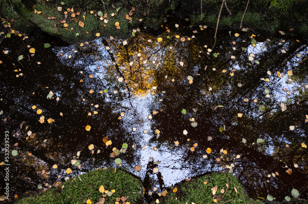 Autumn leaves in a small creek in the forest. Reflections in the water. Storsand, Nykarleby/Uusikaarlepyy. Finland Autumn leaves in a small creek in the forest. Reflections in the water. Storsand, Nykarleby/Uusikaarlepyy. Finland