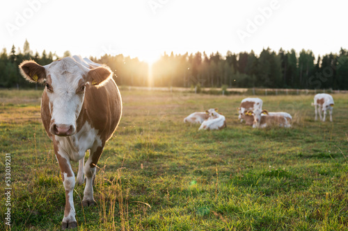 Cow and calves on a green field. Österbotten/Pohjanmaa, Finland