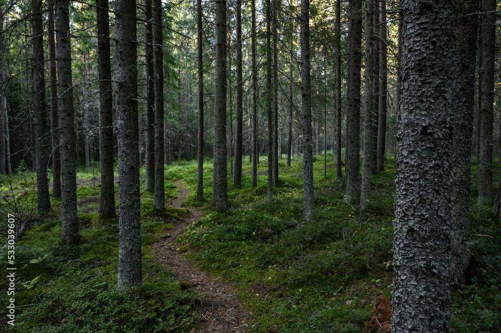 Path in the forest. Malax/Maalahti, Finland Path in the forest. Malax/Maalahti, Finland